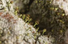 Attēlu rezultāti vaicājumam “Chaenotheca chlorella”