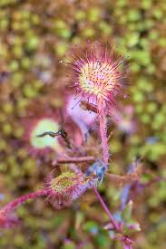 Attēlu rezultāti vaicājumam “Drosera rotundifolia flower”