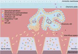 Attēlu rezultāti vaicājumam “Enteridium variabile macro”