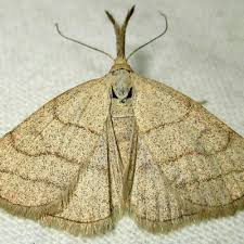 Attēlu rezultāti vaicājumam “Polypogon tentacularius”