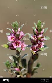 Attēlu rezultāti vaicājumam “Glaux maritima flower”