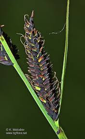 Attēlu rezultāti vaicājumam “Carex nigra”
