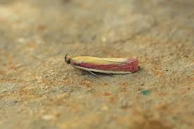 Attēlu rezultāti vaicājumam “Oncocera semirubella”