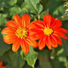 Image result for Tithonia rotundifolia