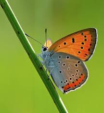 Attēlu rezultāti vaicājumam “Lycaena dispar underside”