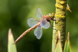 Attēlu rezultāti vaicājumam “Aeshna isoceles”