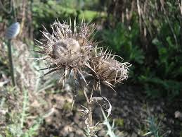 Attēlu rezultāti vaicājumam “Cirsium acaule fruit”