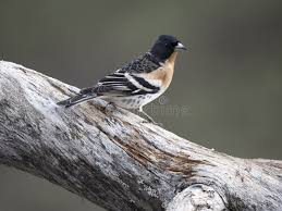 Attēlu rezultāti vaicājumam “Fringilla montifringilla male”