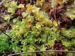 Attēlu rezultāti vaicājumam “Sphagnum tenellum”