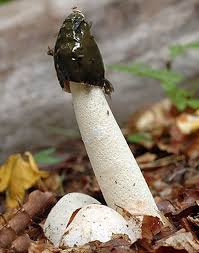 Attēlu rezultāti vaicājumam “Phallus impudicus”