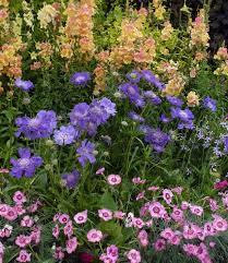 Image result for scabiosa caucasica