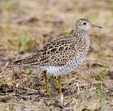 Image result for Bartramia longicauda