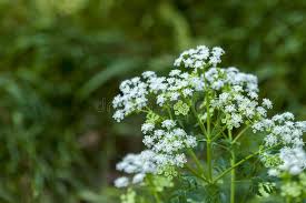 Attēlu rezultāti vaicājumam “Anthriscus sylvestris”