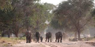 Attēlu rezultāti vaicājumam “Sacchiphantes abietis exuvia”