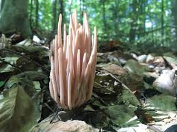 Attēlu rezultāti vaicājumam “Clavaria fumosa”