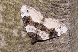 Attēlu rezultāti vaicājumam “Cosmorhoe ocellata”