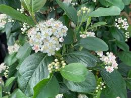 Attēlu rezultāti vaicājumam “Aronia melanocarpa flower”