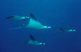 Image result for Mobula thurstoni