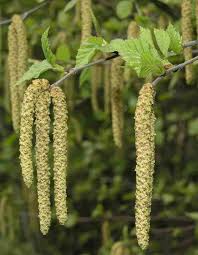 Attēlu rezultāti vaicājumam “Betula pendula flower”