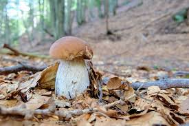Attēlu rezultāti vaicājumam “Boletus edulis”