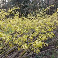 Attēlu rezultāti vaicājumam “Tilia amurensis”