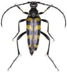 Attēlu rezultāti vaicājumam “Leptura quadrifasciata”
