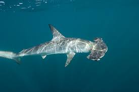 Image result for Sphyrna zygaena