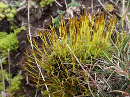 Attēlu rezultāti vaicājumam “Tortula lingulata macro”