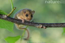 Attēlu rezultāti vaicājumam “Muscardinus avellanarius”