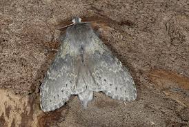 Attēlu rezultāti vaicājumam “Stauropus fagi”