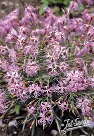 Image result for Dianthus superbus