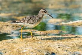 Image result for Calidris himantopus