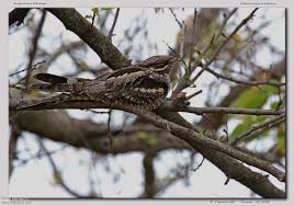 Attēlu rezultāti vaicājumam “Caprimulgus europaeus adult”