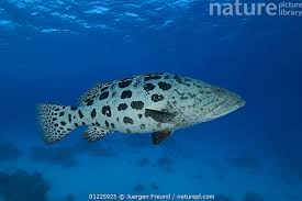 Image result for Epinephelus tukula