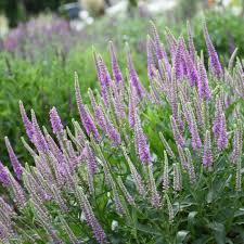 Attēlu rezultāti vaicājumam “Veronica spicata fruit”