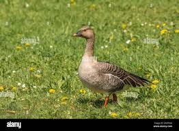 Image result for Anser fabalis