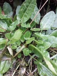 Attēlu rezultāti vaicājumam “Rumex acetosa fruit”