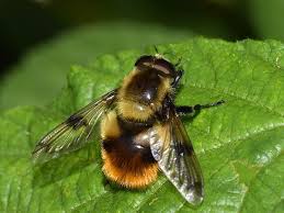 Attēlu rezultāti vaicājumam “Volucella bombylans”