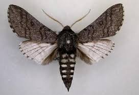 Attēlu rezultāti vaicājumam “Brachycera”