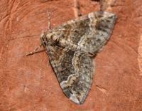 Attēlu rezultāti vaicājumam “Perizoma bifaciata”