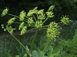 Attēlu rezultāti vaicājumam “Heracleum sphondylium subsp. sibiricum”