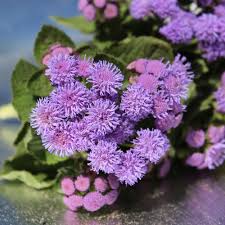 Image result for Leberbalsam