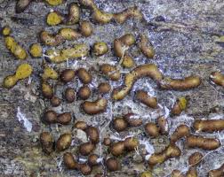 Attēlu rezultāti vaicājumam “Trichia contorta”