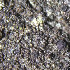 Attēlu rezultāti vaicājumam “Hertelidea botryosa”