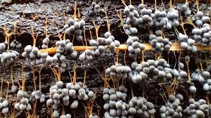 Attēlu rezultāti vaicājumam “Badhamia utricularis young”