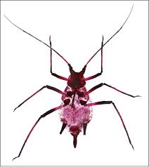 Attēlu rezultāti vaicājumam “Macrosiphoniella absinthii”