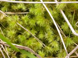 Attēlu rezultāti vaicājumam “Campylium stellatum”