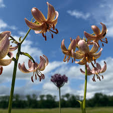 Attēlu rezultāti vaicājumam “Lilium martagon bud”