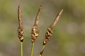 Attēlu rezultāti vaicājumam “Carex caryophyllea fruit”