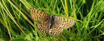 Attēlu rezultāti vaicājumam “Melitaea cinxia”